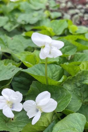 Viola sororia