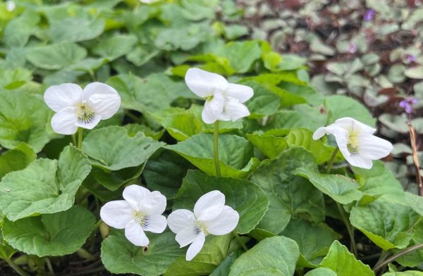 Viola sororia