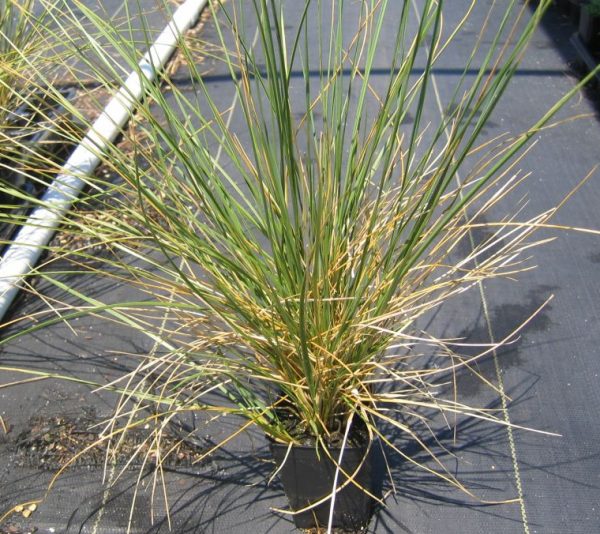 Festuca mairei