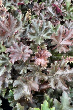 Heuchera