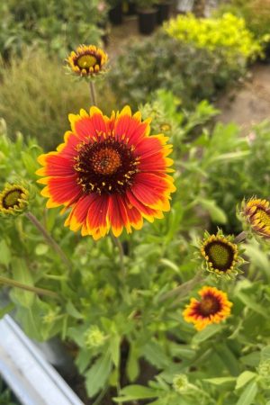 Gaillardia aristata