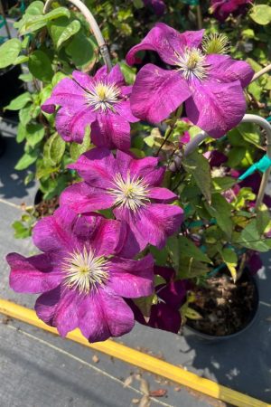 Clematis
