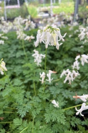 Dicentra