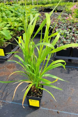 Elymus hystrix