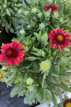 Gaillardia Spintop