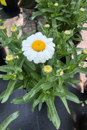 Leucanthemum