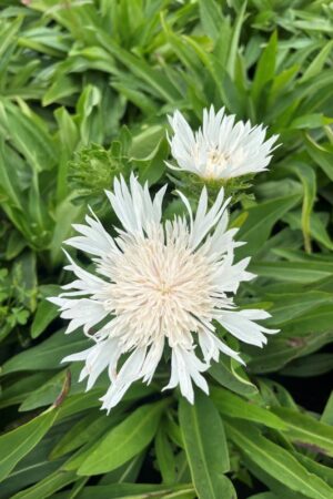 Stokesia
