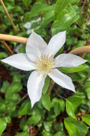 Clematis
