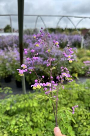 Thalictrum rochebruneanum var. grandisepalum