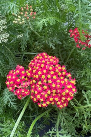 Achillea