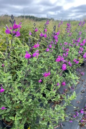 Salvia greggii