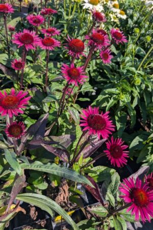 Echinacea